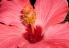 hibiscus3.jpg