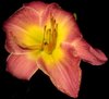 daylily2.jpg