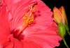 hibiscus6.jpg