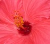 hibiscus7.jpg