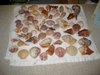 seashells2.jpg