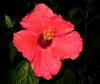 hibiscus2.jpg