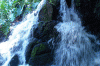 jungle cruise 3.gif