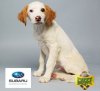 puppy bowl.jpg