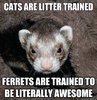 cat-litter-for-ferrets-our-ferret-was-trained-she-used-a-box-and-if-use-hers-shed-the-cats-clay.jpg