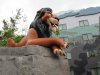 Lion King 2.jpg