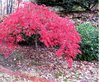 Japanese Maple2.jpg