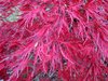 Japanese Maple3.jpg