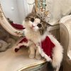 queen-kitty.-join-our-group-happy-cats.jpg