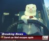 breaking-news-ferret-car-thief-escapes-again.jpeg