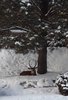 Stag.jpg