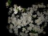 white azalea.jpg