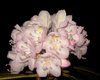 flower.jpg
