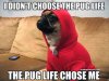 pug-life-time.jpg