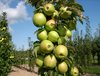 online-orchards-fruit-trees-ftca001-64_1000.jpg