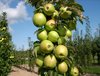 online-orchards-fruit-trees-ftca001-64_1000.jpg online-orchards-fruit-trees-ftca001-64_1000.jpg