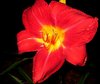 daylily2.jpg