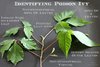 Identify-Poison-Ivy.jpg