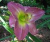 purpedaylily.jpg