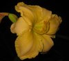 yellowdaylily.jpg