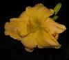 yellowdaylily2.jpg