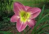 purpledaylily5.jpg