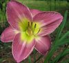 purpledaylily6.jpg