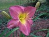 purpledaylily8.jpg