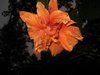 orange hibiscus2.jpg