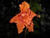 orange hibiscus6.jpg