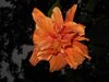 orange hibiscus7.jpg