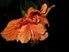 orange hibiscus8.jpg