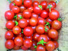 tomato-sugar-cherry-4840c98a2875fc3f8a0917abba673beb.jpg