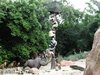 junglecruise_rhino-wdw2009ww.jpg