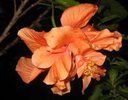 orange hibiscus.jpg