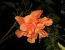 orange hibiscus2.jpg