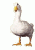 duck.gif