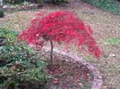 Japanese maple.jpg