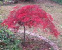 Japanese maple2.jpg