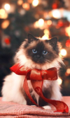 1608460268874.png