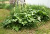 Rhubarb.JPG