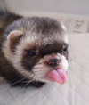cute-ferret-sticking-tongue-out.jpg