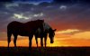 horse_sunset.jpg