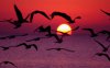 sunset_sea_sky_horizon_birds_landscape.jpg