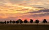 sunset-over-a-row-of-trees-6684-1280x800.jpeg