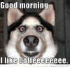 funny-good-morning-dog-like-coffee-pics.jpg