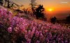 sunset-on-the-flowers-7006-1280x800.jpeg