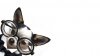 funny-chihuahua-with-glasses-animal-hd-wallpaper-1920x1080-14582.jpeg