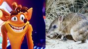 Crash-vs-bandicoot-scaled.jpg