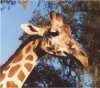 dakgiraffe.jpg